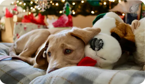 szczeniak odpoczywający na swoim legowisku z pluszakiem